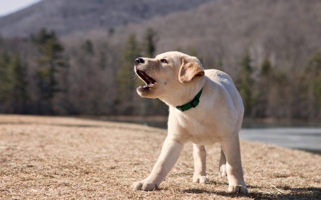 How to Stop Puppy Barking: Expert Tips to Get Your Dog to Stop Barking