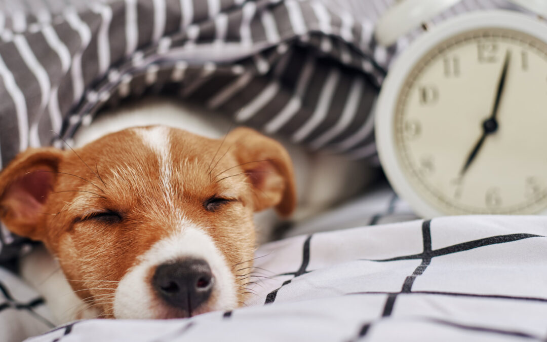 Mastering Your New Puppy: Create a Daily Puppy Routine and Training Puppy Schedule for Optimal Growth