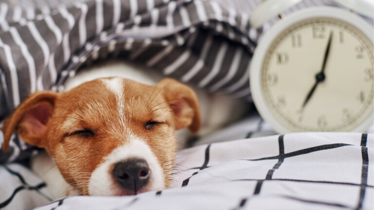 Mastering Your New Puppy: Create a Daily Puppy Routine and Training ...