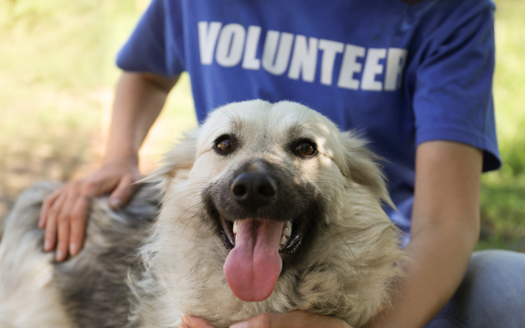 Adopt a Dog in Singapore: Your Guide to the Adoption Process