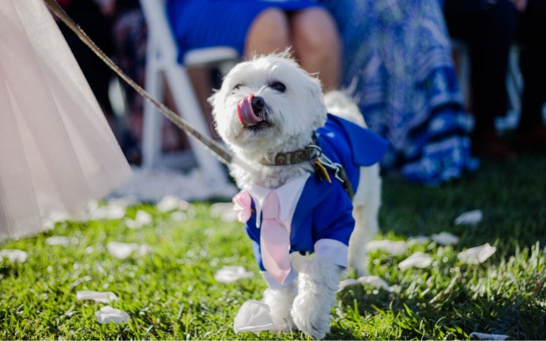 Project ADORE: HDB Approved Dog Adoption in Singapore Flats