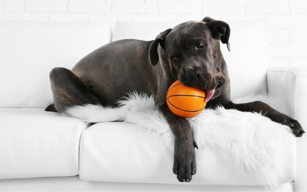 Overcoming Challenges of Adopting a Dog from a Shelter: A Guide