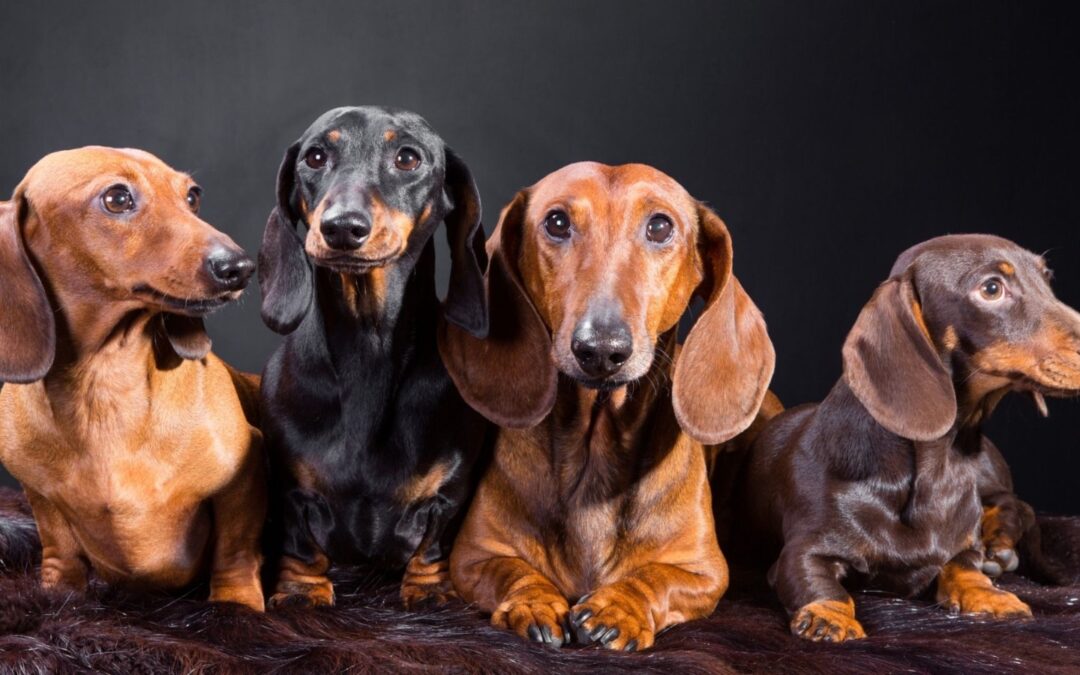 Dog Adoption in Singapore: A Complete Guide to Adoption Fees & Process for Dogs, Cats and Small Animals