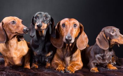 Dog Adoption in Singapore: A Complete Guide to Adoption Fees & Process for Dogs, Cats and Small Animals