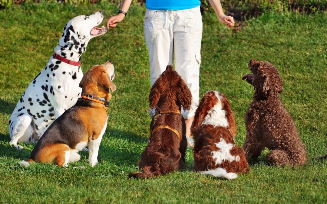Pet Adoption Laws in Singapore: Guide To Prevention of Cruelty to Animals