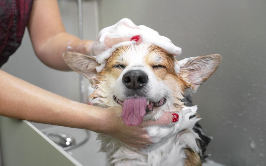 10 Tips for Adopting a Dog: Bringing a New Rescue Dog Home and Making Them Feel Welcome