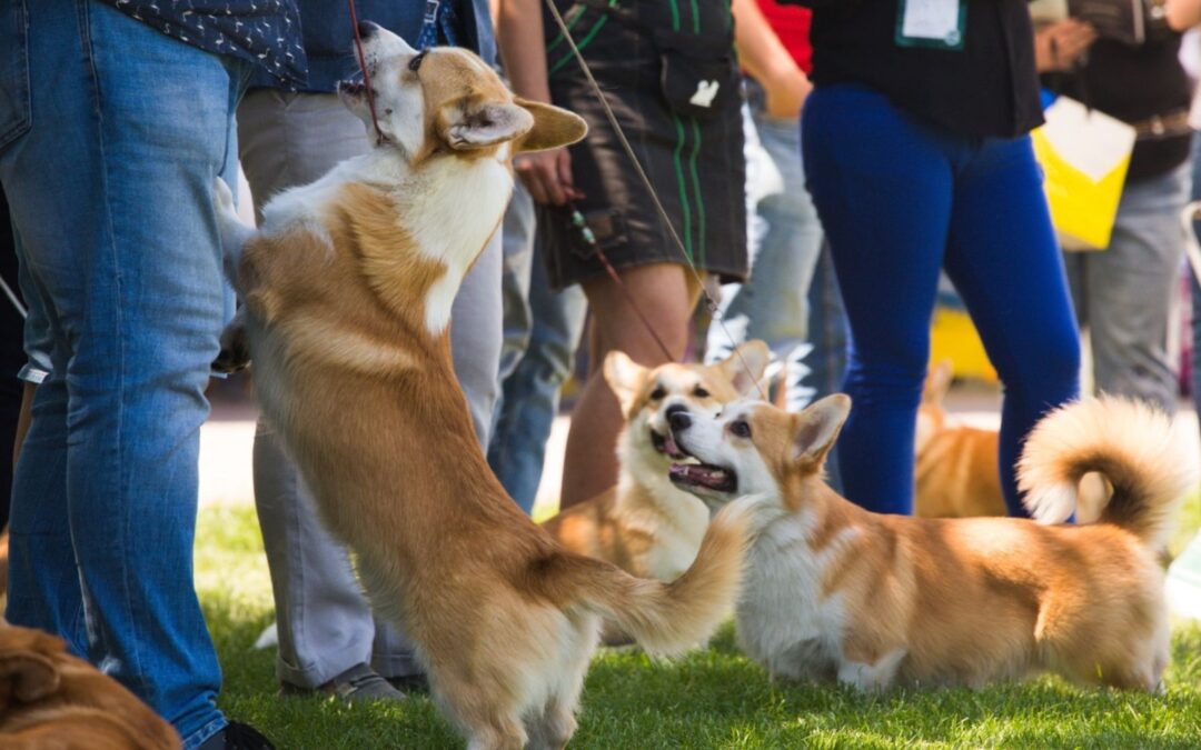 Join Our Pet Adoption Event: Adopt a Dog with Best Friends Animal Society