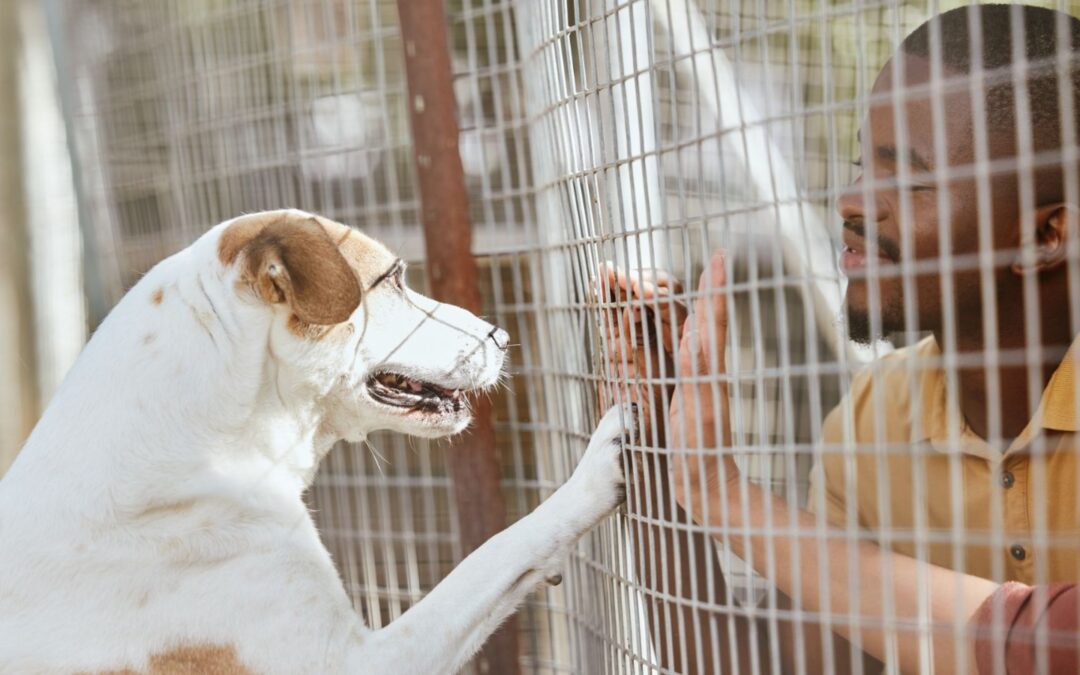Foster a Dog & Change Lives: Complete Guide to Dog Fostering