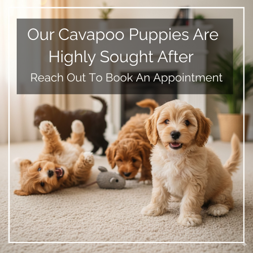 Cavapoo puppy Singapore