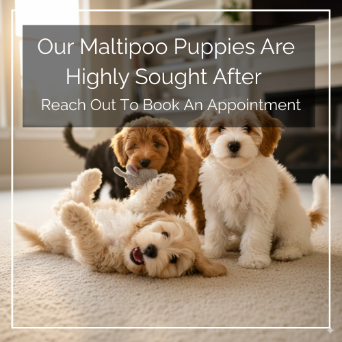 Maltipoo Puppy Singapore
