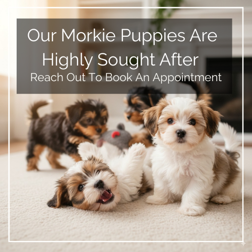 Morkie Puppy Singapore